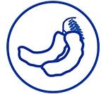 โปรคลีน