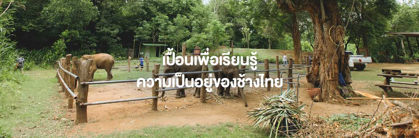 อาบน้ำช้างที่กาญจนบุรี 