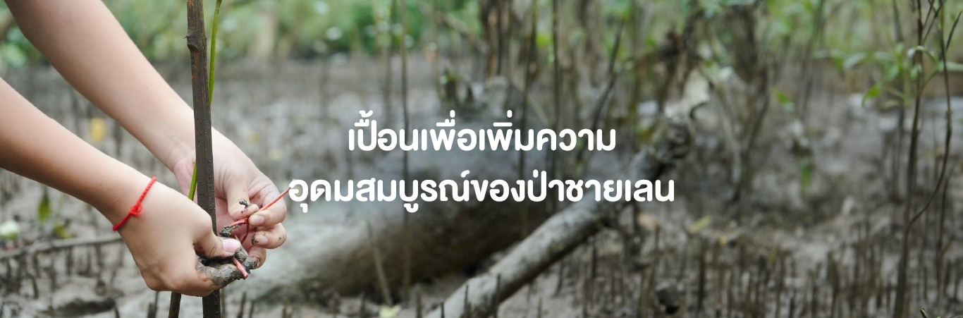 ปลูกป่าชายเลนที่สมุทรสงคราม 