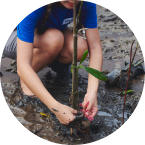ปลูกป่าชายเลน 