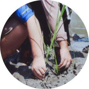 ปลูกข้าว