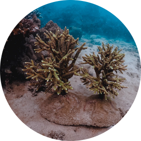 ปะการังเทียม