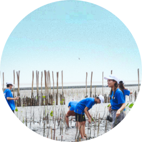 ปลูกป่าชายเลน 