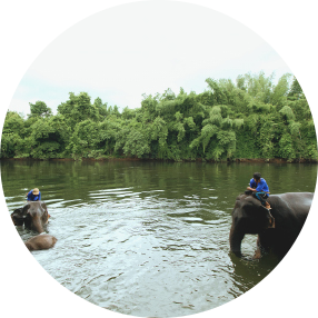 น้องช้างแต่ละเชือกน่ารักมาก