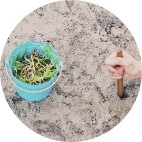  กิจกรรมปลูกหญ้าทะเลใหม่ดี