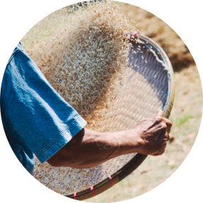 เก็บเกี่ยวข้าว