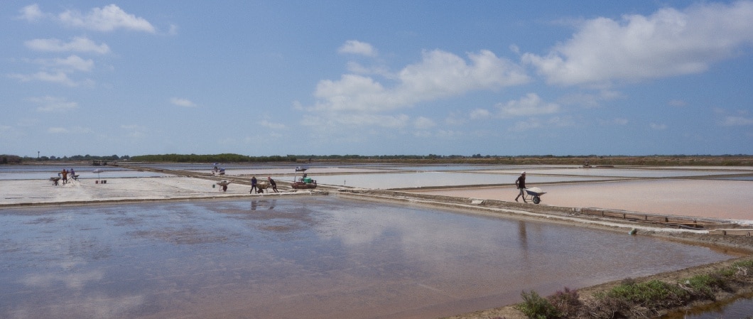 ทำนาเกลือ