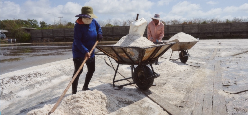 วิถีชีวิตชาวนาเกลือ 