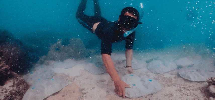 วางปะการังเทียม