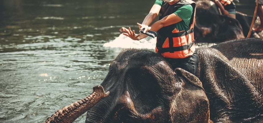 ผู้หญิงในเสื้อชูชีพกำลังขี่ช้างอย่างมีความสุขในทิวทัศน์ที่สวยงาม