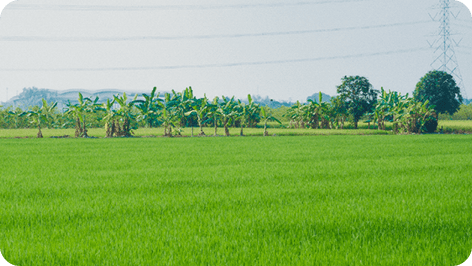 ปลูกข้าว ต่อยอดความยั่งยืน