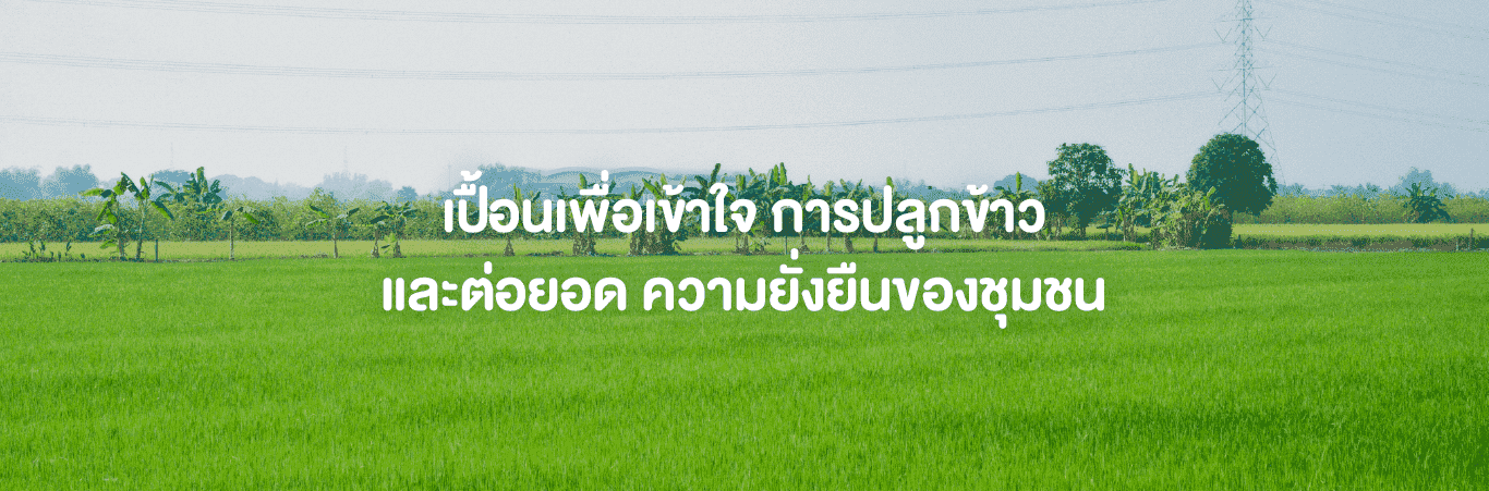 ปลูกข้าว ต่อยอดความยั่งยืน 
