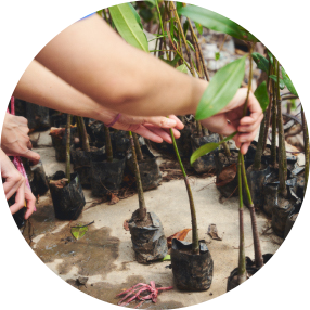 ปลูกป่าชายเลน