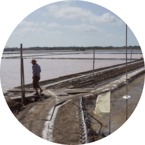 วิถีชีวิตชาวนาเกลือ 