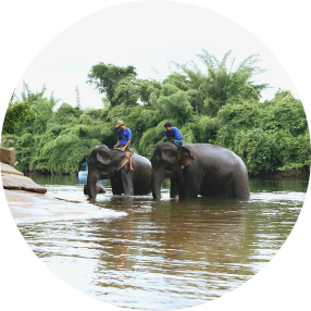 ปื้อนเพื่อเปลี่ยนความเป็นอยู่ของสัตว์ประจำชาติ