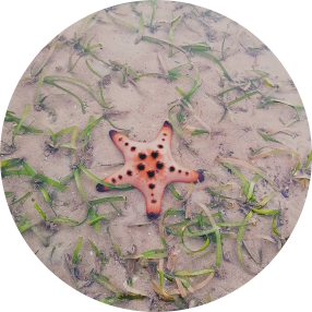 เปื้อนเพื่อเปลี่ยนระบบนิเวศท้องทะเลให้กลับมา