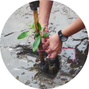 ปลูกป่าชายเลน