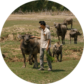 ย้อมผ้าด้วยมูลควาย