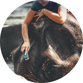 อาบน้ำร่วมกับช้างที่เปิดโอกาสให้เราได้สัมผัสชีวิตช้างอย่างใกล้ชิด 