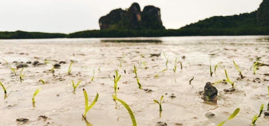 ทุ่งหญ้าสีเขียวเติบโตในโคลน สื่อถึงความแข็งแกร่งและความสามารถในการปรับตัวของธรรมชาติ